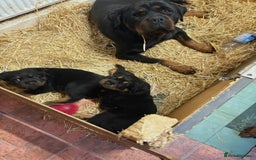 Rottweiler dogs for sale: 🐶two girls Full German kc pups for sale! 🐶🐾 - Advert 3