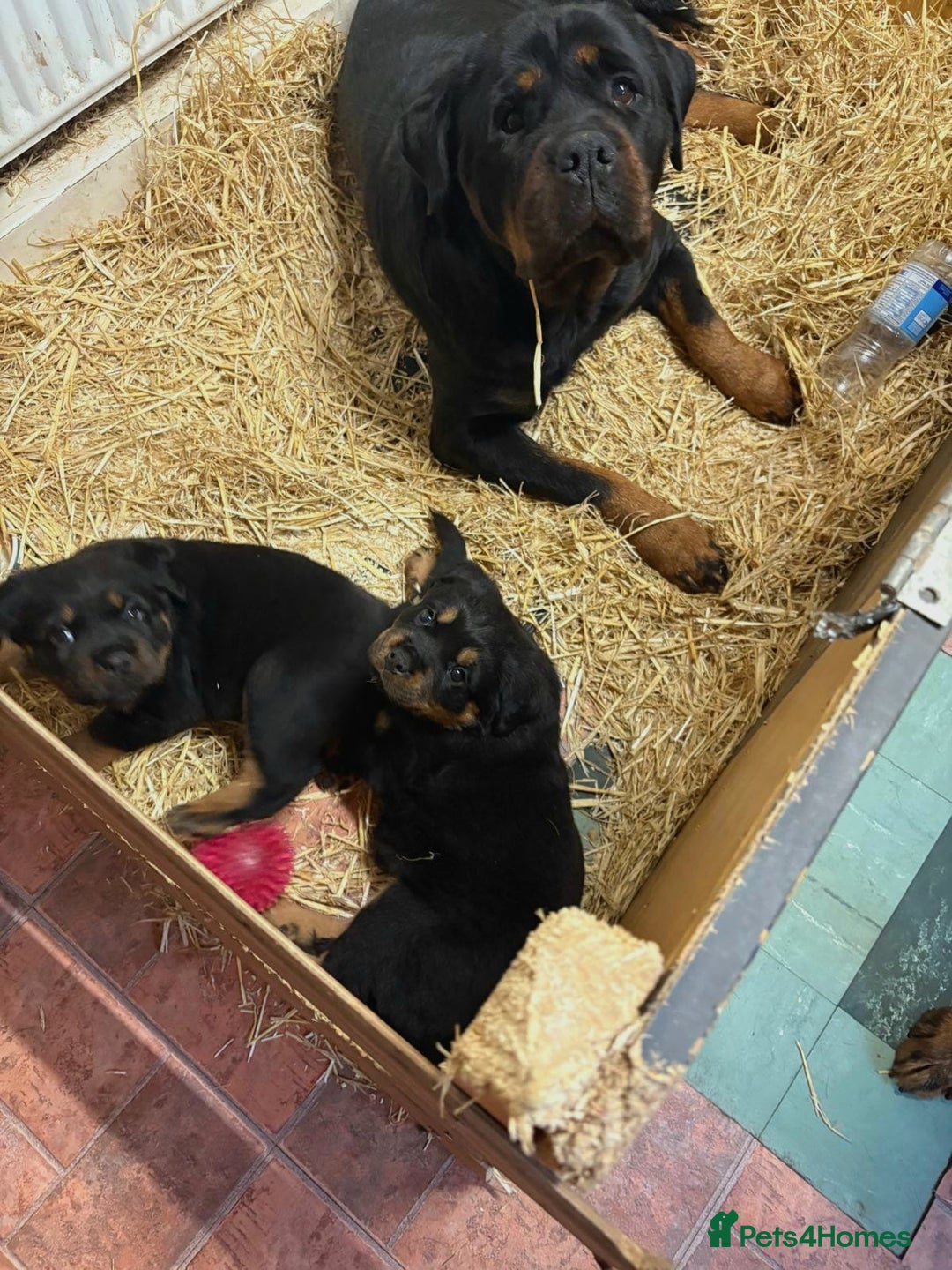 Rottweiler dogs for sale: 🐶two girls Full German kc pups for sale! 🐶🐾 - Advert 3