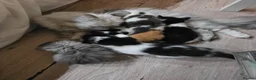 Mixed Breed cats for sale: 2 different litters, tiny kittens  - Advert 4