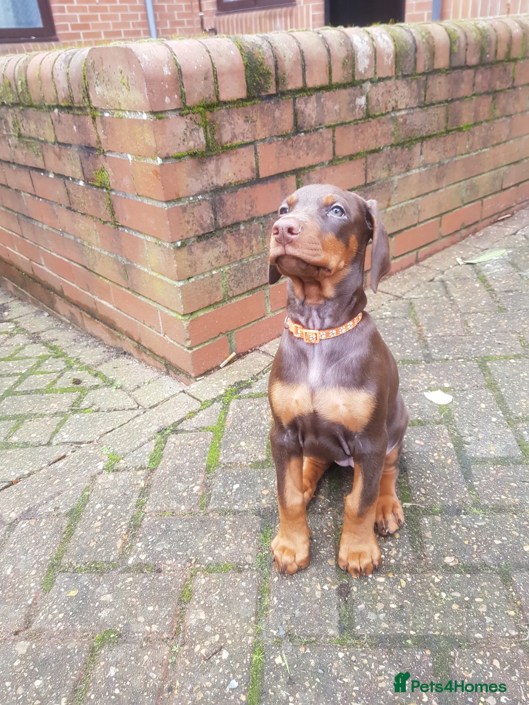Dobermann dogs for stud: Proven Euro Doberman Stud in London - Advert 22