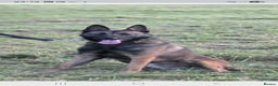 Belgian Shepherd Dog dogs for sale: Malinois Protection Dog - Advert 2
