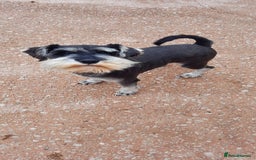 Miniature Schnauzer dogs for sale: KC REG MINI SCHNAUZER MAC AND EYE TESTED - Image 5