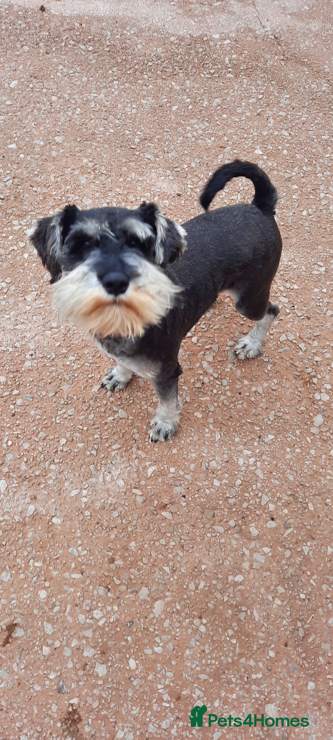 Miniature Schnauzer dogs for sale: KC REG MINI SCHNAUZER MAC AND EYE TESTED - Image 5