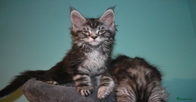 Maine Coon cats - Advert 15