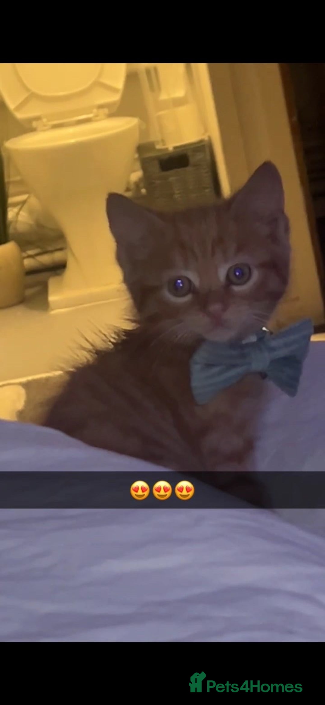 Mixed Breed cats for sale: Beautiful ginger kitten for sale - Advert 2