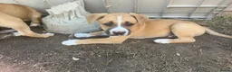 Mixed Breed dogs for sale: Boxer Shepherds for sale in High Wycombe - Advert 4