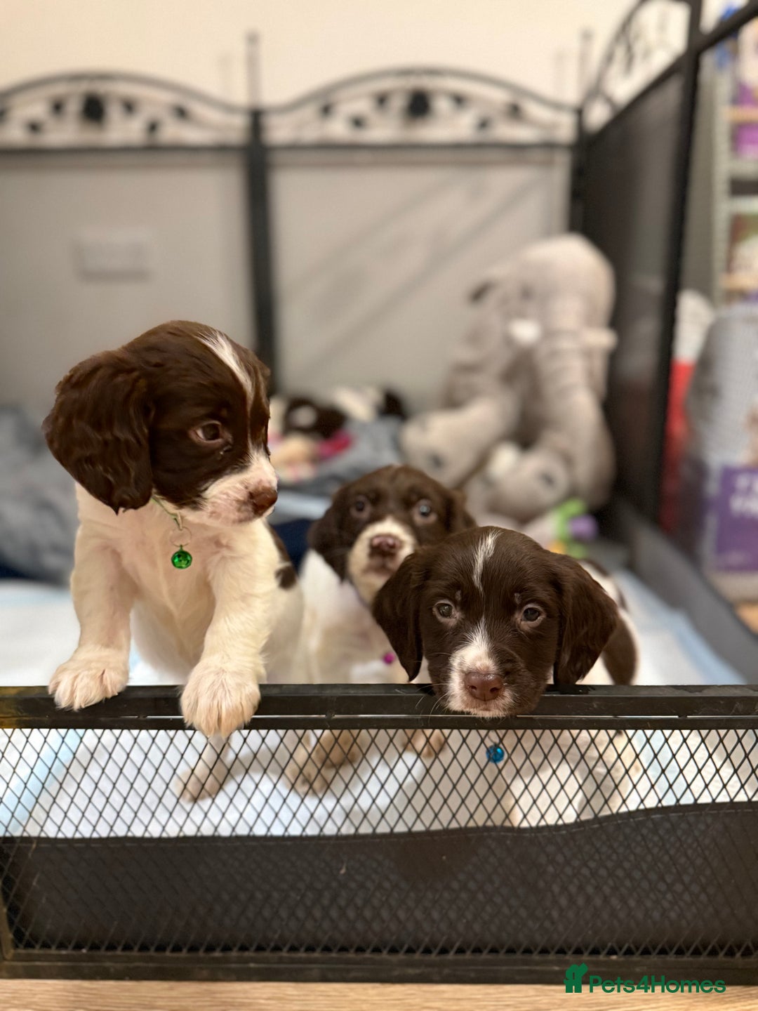 Cocker Spaniel dogs for sale: Cocker spaniel puppies ready for forever home - Advert 4