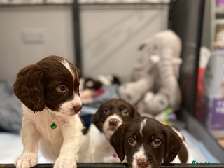 Cocker Spaniel dogs Cocker spaniel puppies ready for forever home - Advert 15