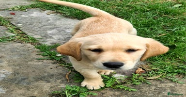 Labrador Retriever dogs - Advert 12