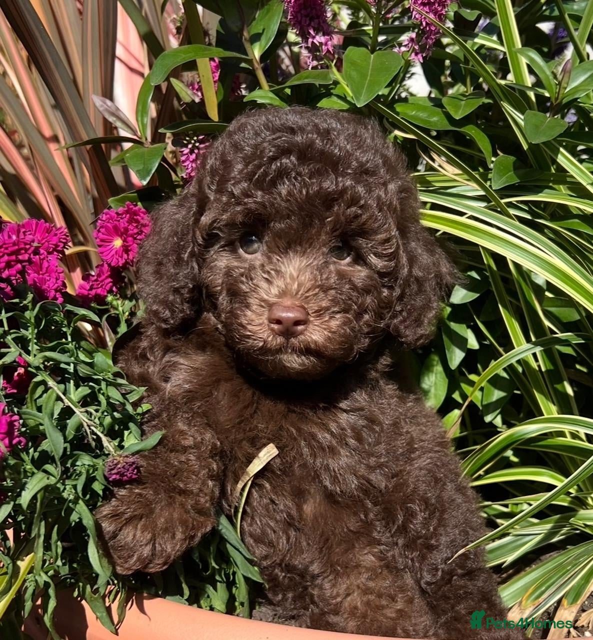 Labradoodle dogs READY NOW! Mini Labradoodles Health tested parents - Advert 2