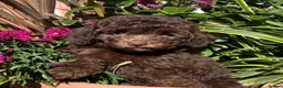 Labradoodle dogs for sale: READY NOW! Mini Labradoodles Health tested parents in Leicester - Advert 9
