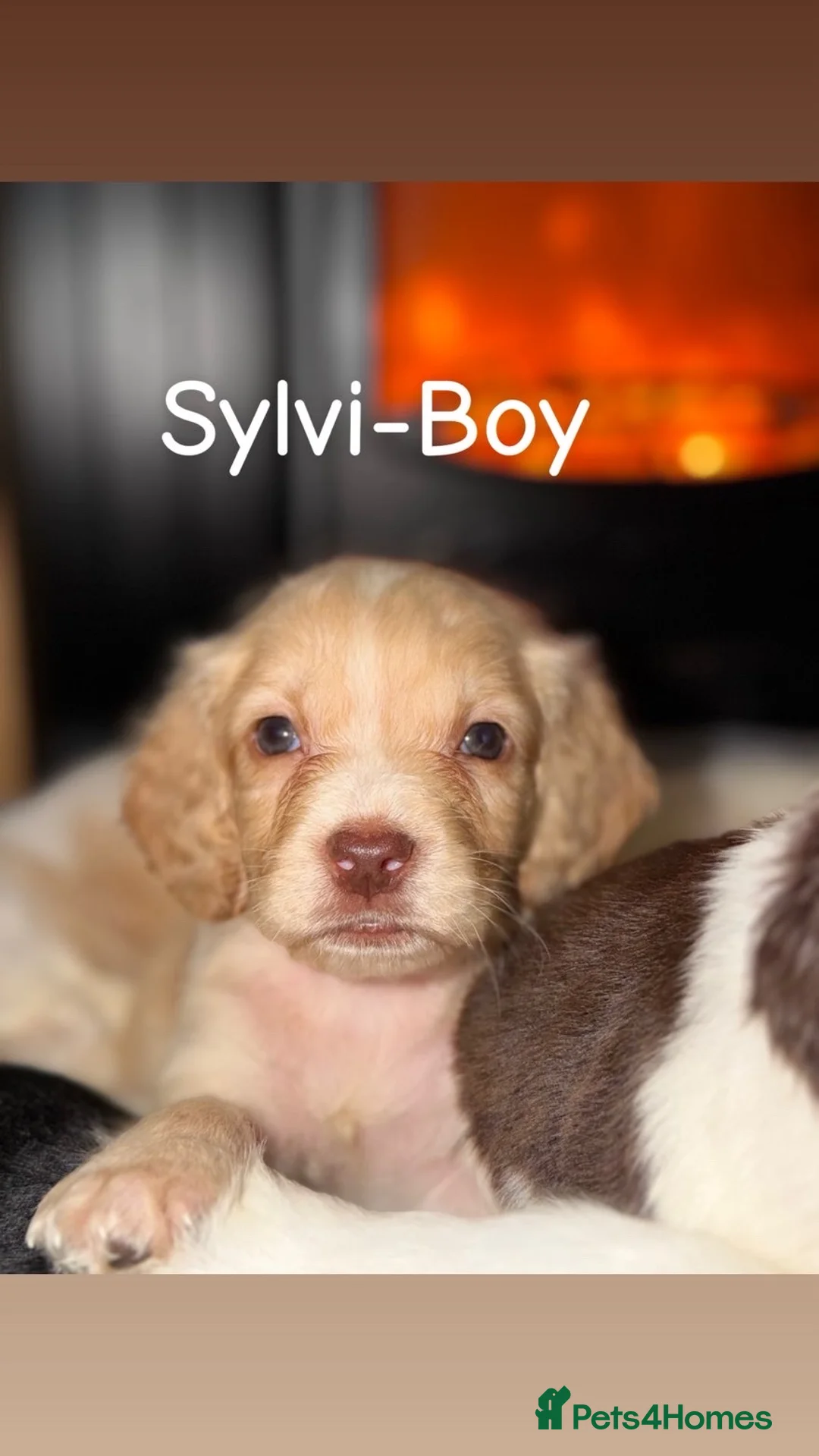 Cocker Spaniel dogs for sale: Cocker spaniel in Omagh - Advert 12