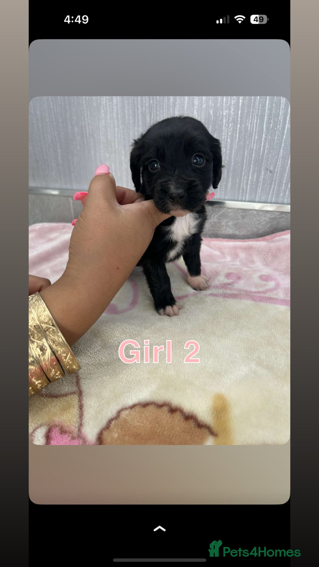 Cocker Spaniel dogs for sale: Cocker spaniel puppies for sale  - Image 4