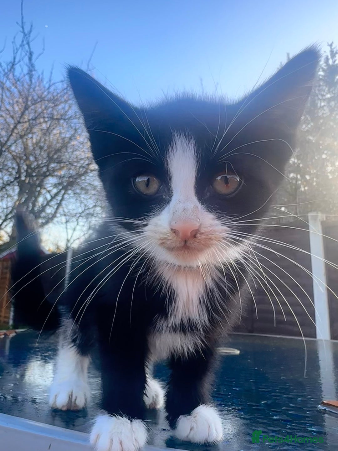 Mixed Breed cats for sale: Hybrid-Breed Kittens Available – Raised With Love - Advert 5