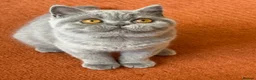 British Shorthair cats for sale: Show Quality pedigree BSH kitten ready to go now! - Advert 8