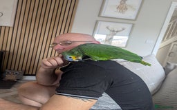 Parrots birds for sale: Amazon Parrot - Image 1