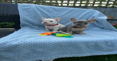 French Bulldog dogs - Advert 15