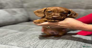 Miniature Dachshund dogs - Advert 3