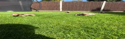 Miniature Dachshund dogs for sale: Miniature dachshund puppies! in Cranleigh - Advert 10
