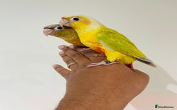 Mixed Breed birds for sale: Various birds for sale - Image 15