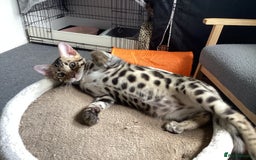 Bengal cats for sale: Bengal kittens READY NOW TICA reg pedigree  in Blandford Forum - Image 18