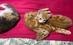 Domestic Shorthair cats for sale: Gorgeous kittens, ready now - Advert 9