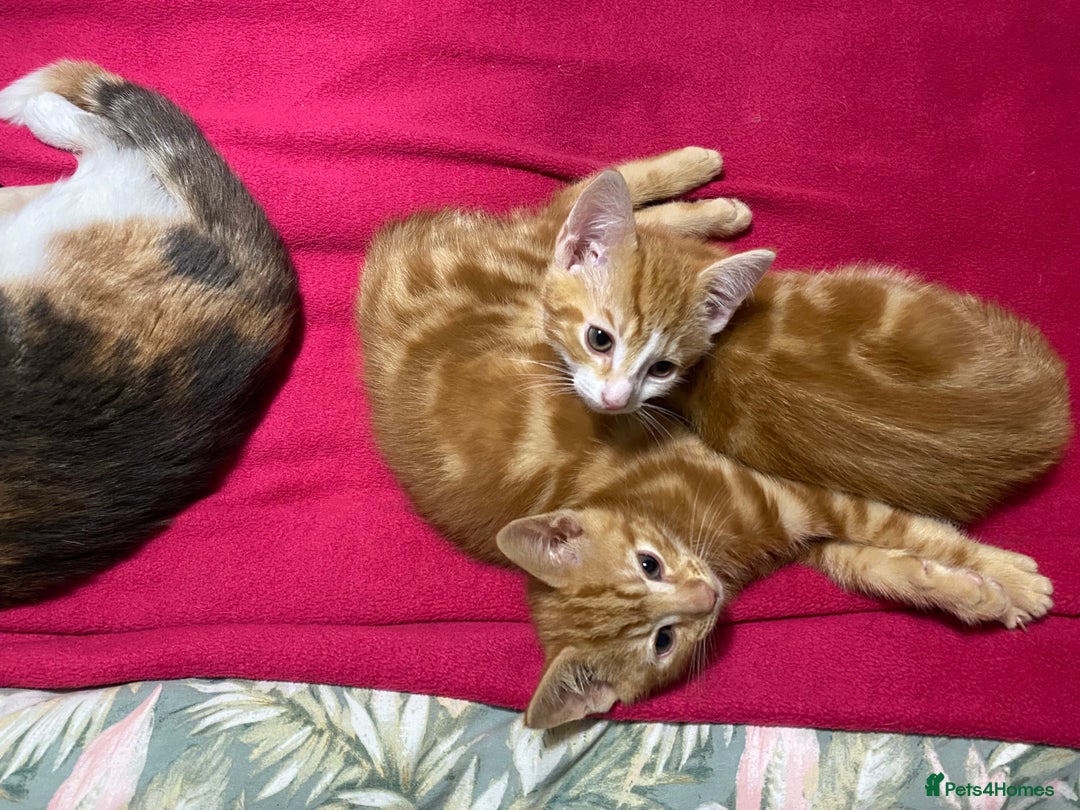 Domestic Shorthair cats for sale: Gorgeous kittens, ready now - Advert 9