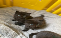 British Longhair cats for sale: 5 domestic/british fluffy longhair kittens  - Image 5