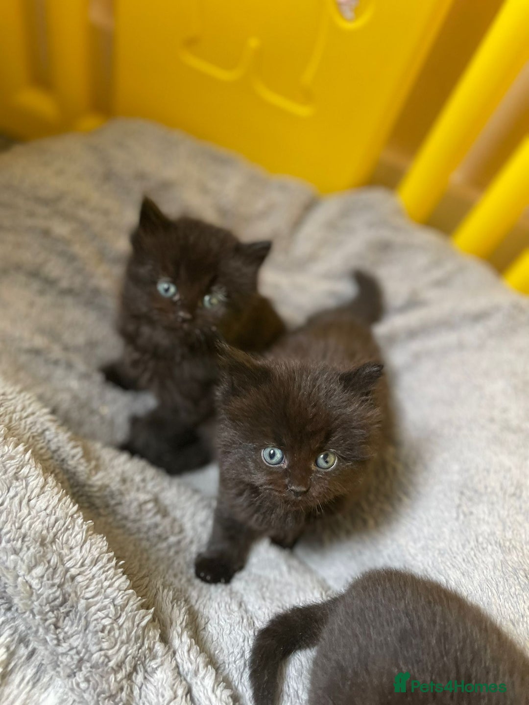 British Longhair cats for sale: 5 domestic/british fluffy longhair kittens  - Image 5
