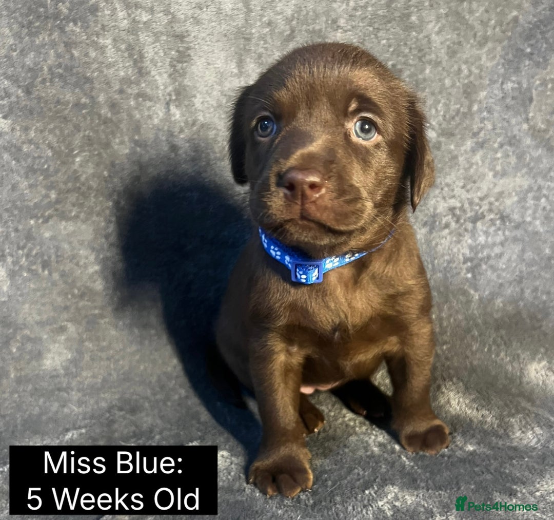 Labrador Retriever dogs for sale: 🖤🤎Superb, Kc Reg, Health Tested, Lab Pups🤎🖤 - Advert 32