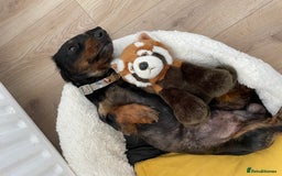 Dachshund dogs for sale: Three year-old male dachshund  - Image 1