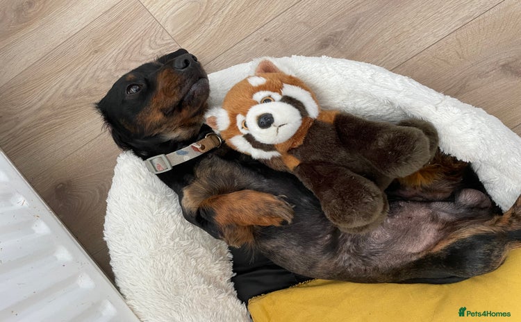 Dachshund dogs - Advert 1