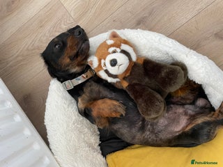 Dachshund dogs for sale - Advert 1