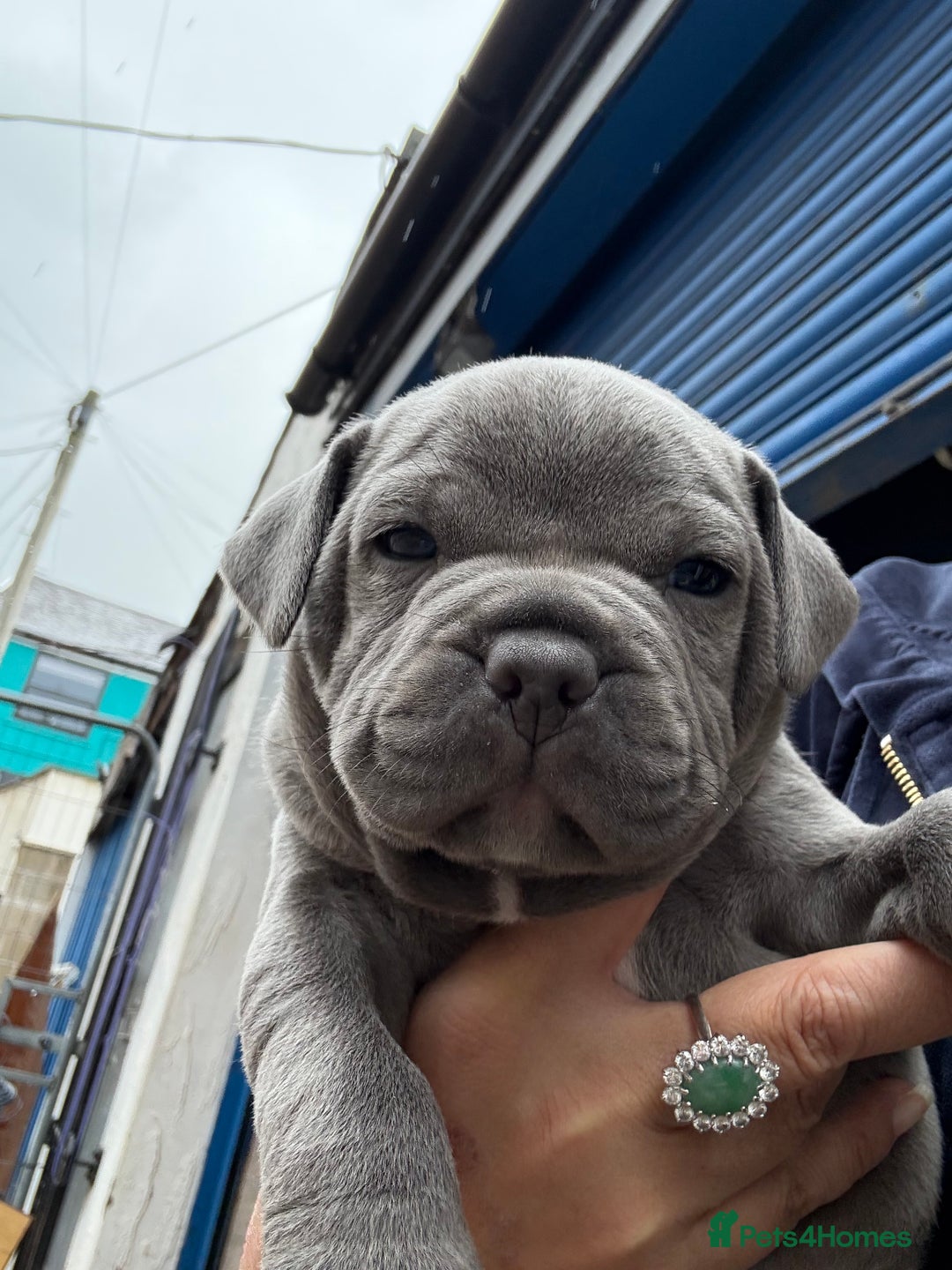Staffordshire Bull Terrier dogs for sale: Stunning Blue Pure Bred Staffie Puppies - Image 7
