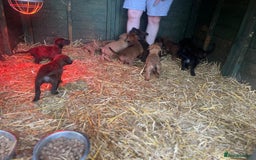 Belgian Shepherd Dog dogs for sale: Litter  - Image 24