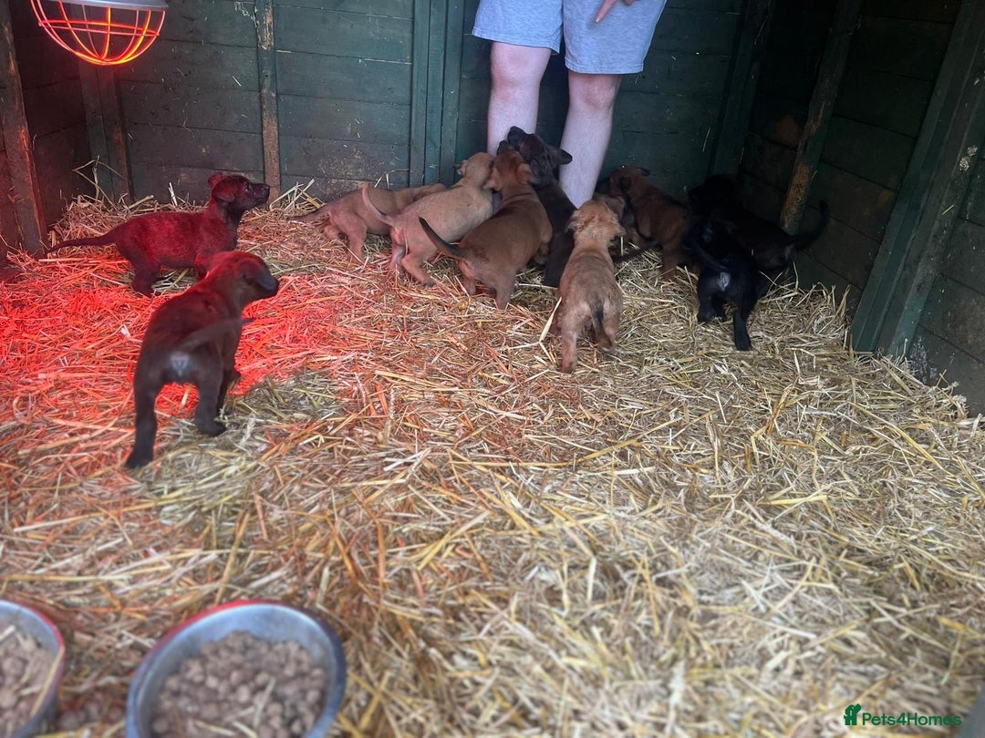 Belgian Shepherd Dog dogs for sale: Litter  - Image 24