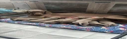 Weimaraner dogs for sale: Champion bloodline silver weimaraner puppies  - Advert 34