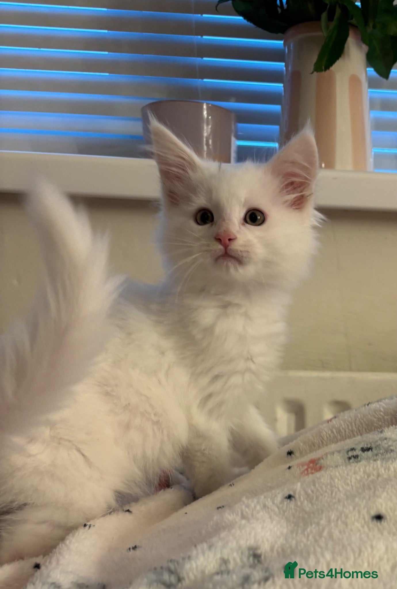 Maine Coon cats White maine coon female. Last 1. Ready now  - Advert 1