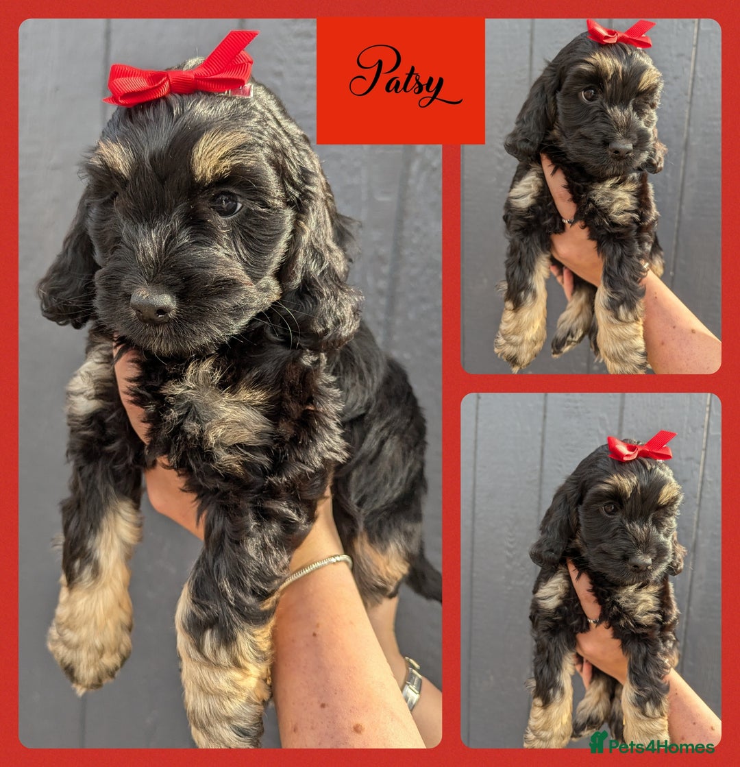 Cockapoo dogs for sale:  Ready Now Beautiful F1 cockapoos  - Image 1
