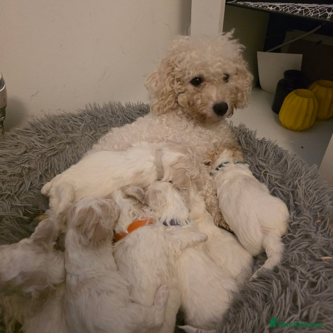 Bichon Frise dogs for sale: Bichon frise  - Advert 18