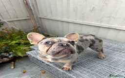 French Bulldog dogs for sale: French Bulldog female - Image 1