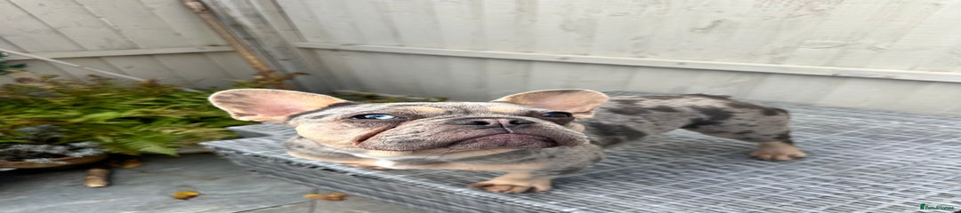 French Bulldog Puppy 1