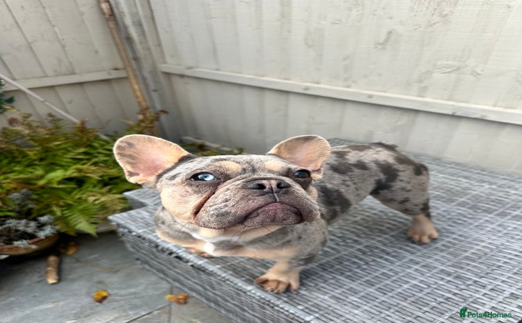 French Bulldog dogs - Advert 1