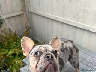French Bulldog dogs - Advert 16