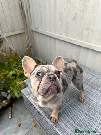 French Bulldog dogs - Advert 1