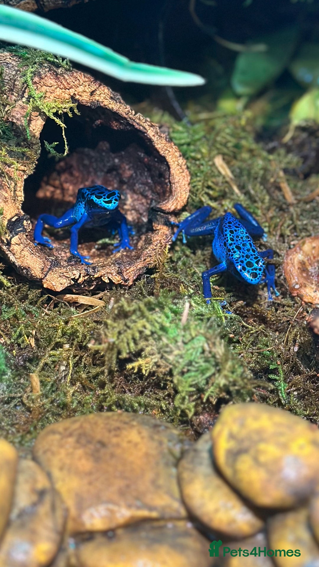 Frog reptiles for sale: 🩵🩵BLUE FROGS FOR SALE 🩵🩵 - Image 4