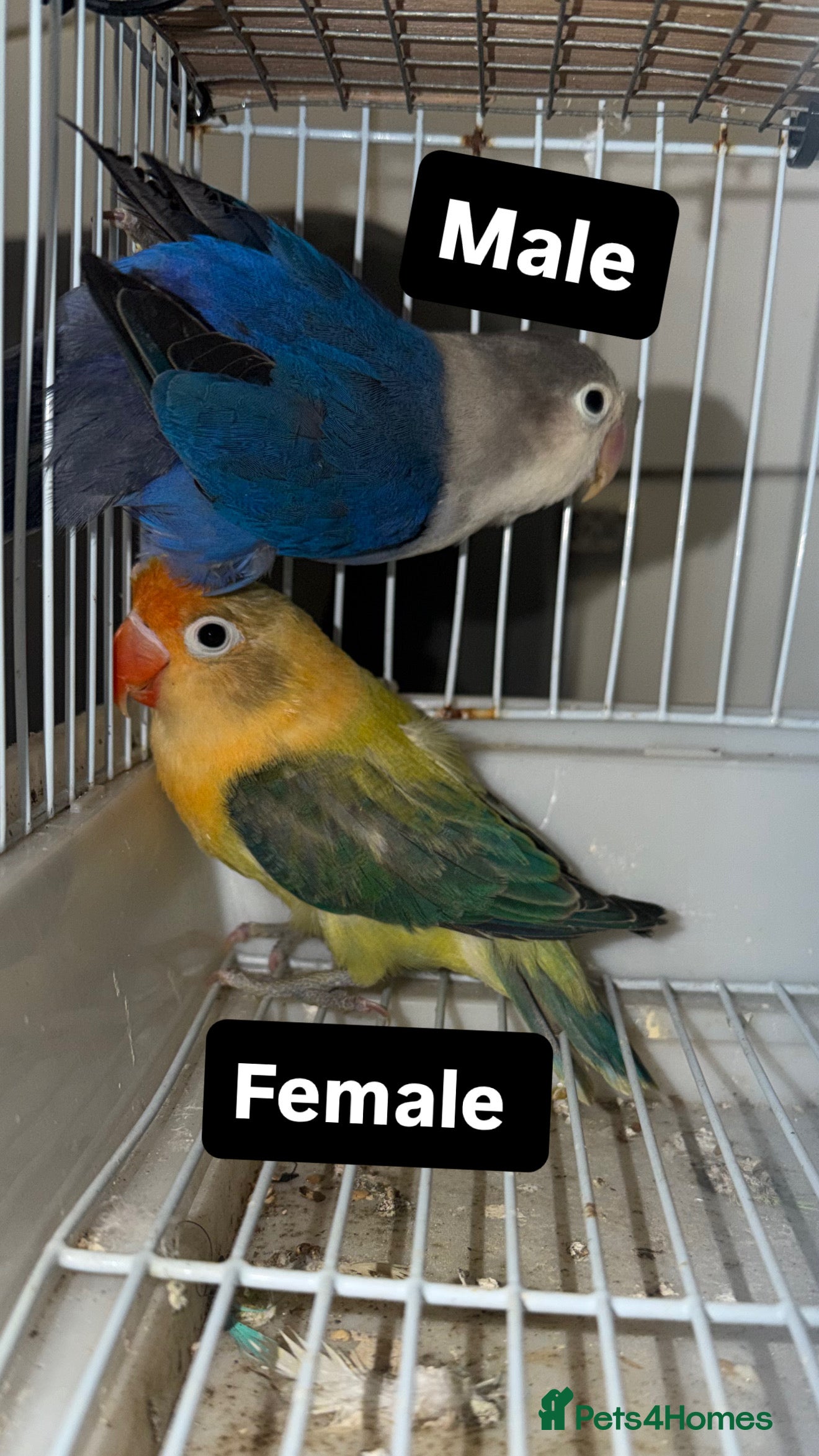 Lovebirds birds Young pair of lovebird - Advert 13