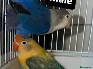 Lovebirds birds Young pair of lovebird - Advert 12