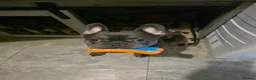 French Bulldog dogs for sale: Male French bulldog - Advert 3