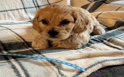 Cavachon dogs for sale: 1 Boy Puppy available - Image 4